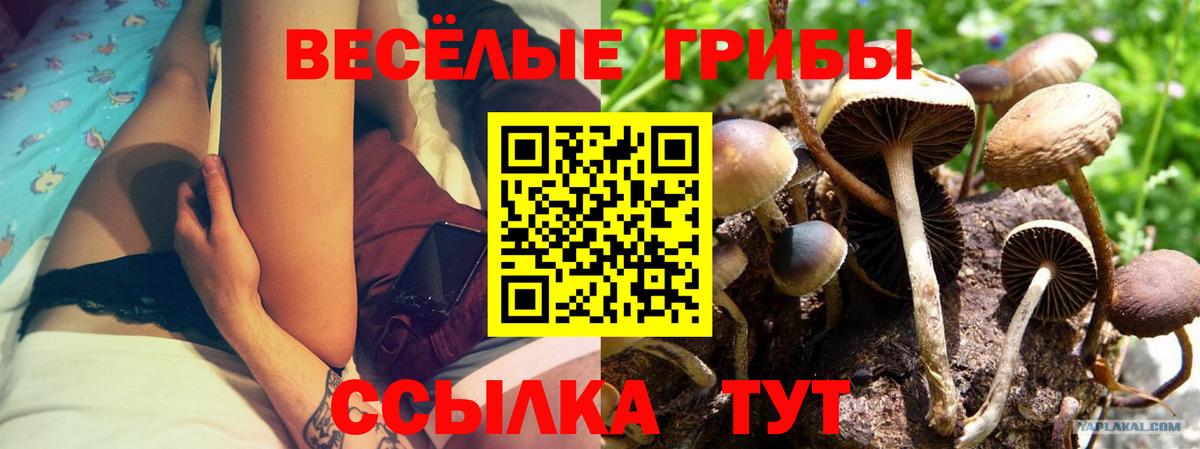 Черняховск  Псилоцибиновые грибы Psilocybe  Вход с VPN 